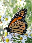 monarch butterfly on flower